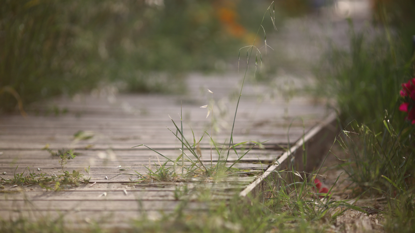 צילום תדמית