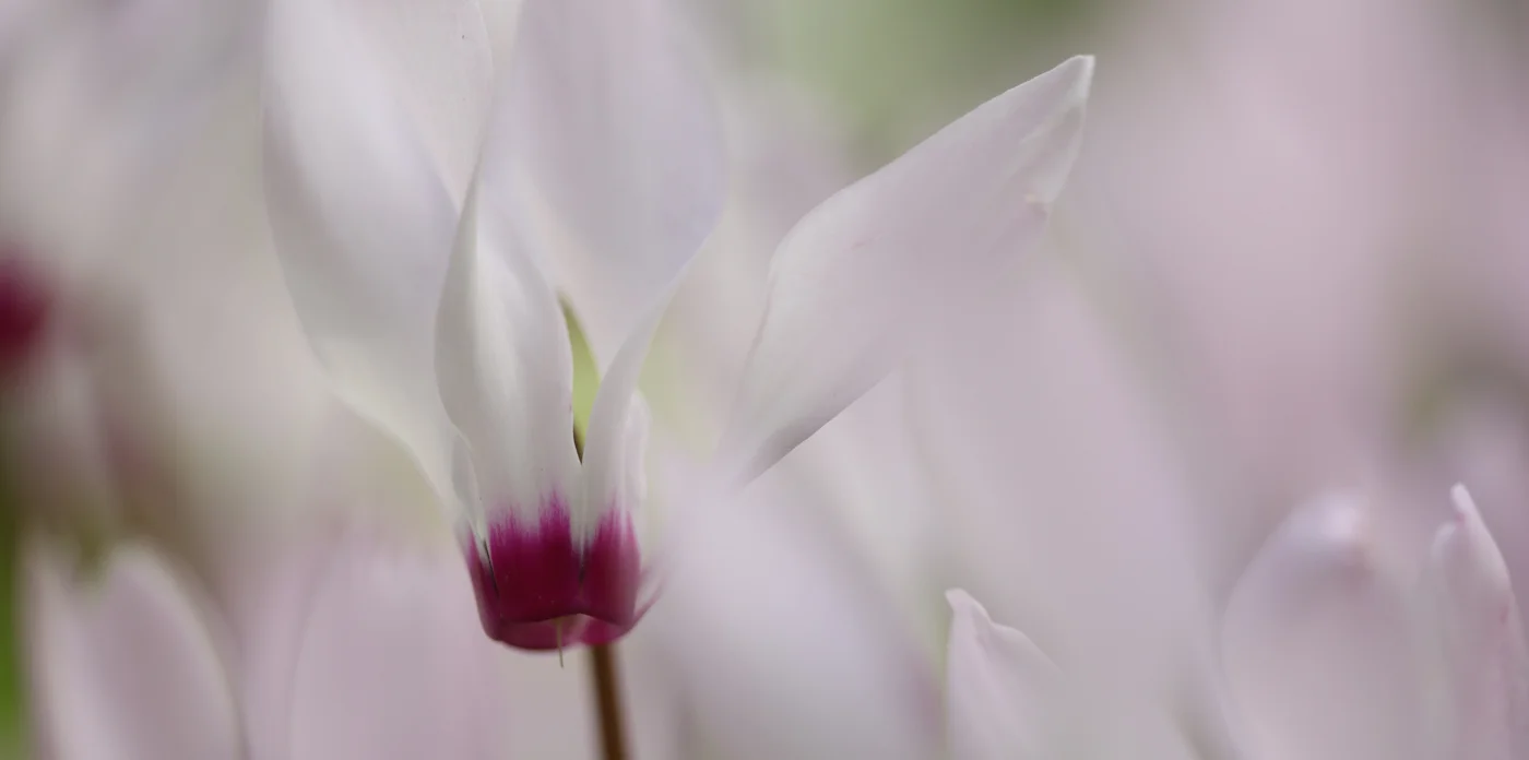 Become One — צילום מיינדפול בטבע