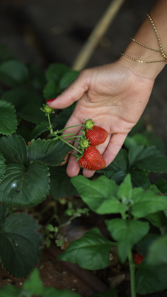 צילום דיוקן